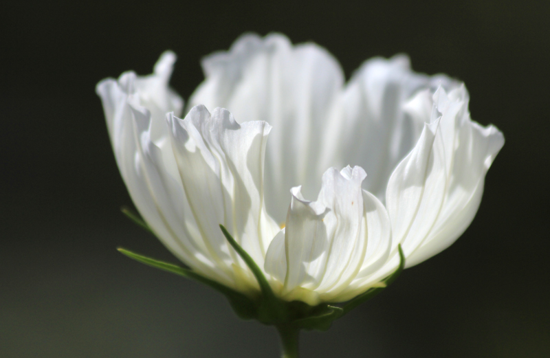 2017-09-03_134402 trentino-suedtirol-2017.jpg - Pieve Tesino - Arboreto del Tesino